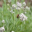 BLOOMIQUE - Lot de 2 - Lavandula angustifolia 'White' - Lavande blanche - Rustique - Parfumée - H. 10-20 cm - vignette