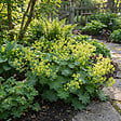 BLOOMIQUE - Lot de 6 - Alchemilla Mollis - Alchémille - Facile d'entretien - H. 10-20 cm - P. 9 cm - vignette