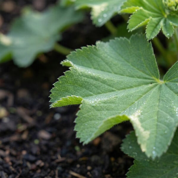 BLOOMIQUE - Lot de 6 - Alchemilla Mollis - Alchémille - Facile d'entretien - H. 10-20 cm - P. 9 cm - large