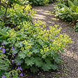 BLOOMIQUE - Lot de 6 - Alchemilla Mollis - Alchémille - Facile d'entretien - H. 10-20 cm - P. 9 cm - vignette