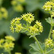 BLOOMIQUE - Lot de 6 - Alchemilla Mollis - Alchémille - Facile d'entretien - H. 10-20 cm - P. 9 cm - vignette