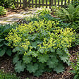 BLOOMIQUE - Lot de 6 - Alchemilla Mollis - Alchémille - Facile d'entretien - H. 10-20 cm - P. 9 cm - vignette