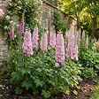 BLOOMIQUE - Lot de 6 - Delphinium Magic Fountains aux nuances roses - Pied-d'alouette - H. 10-20 cm - P. 9 cm - vignette