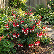 BLOOMIQUE - Lot de 6 - Fuchsia Madame Cornelissen - Fuchsia - Plante de Jardin - Vivace - H. 10-20 cm - P. 9 cm - vignette