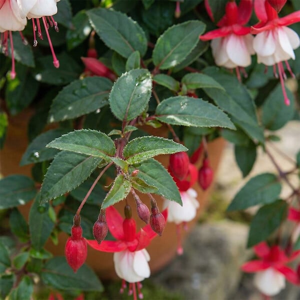 BLOOMIQUE - Lot de 6 - Fuchsia Madame Cornelissen - Fuchsia - Plante de Jardin - Vivace - H. 10-20 cm - P. 9 cm - large