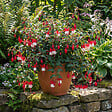 BLOOMIQUE - Lot de 6 - Fuchsia Madame Cornelissen - Fuchsia - Plante de Jardin - Vivace - H. 10-20 cm - P. 9 cm - vignette