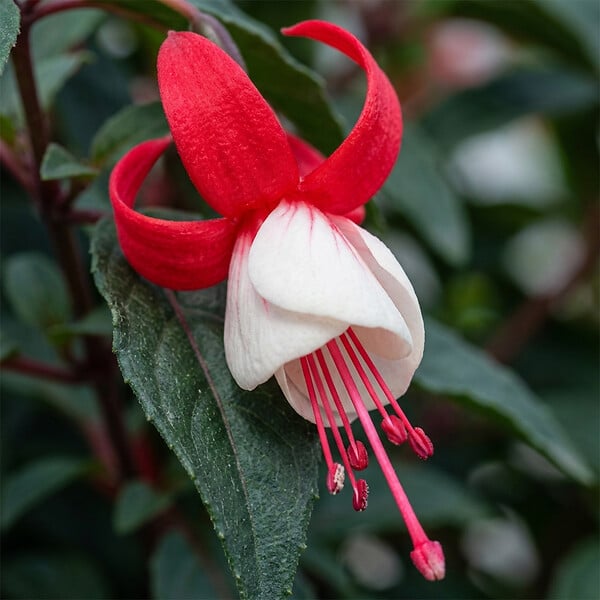 BLOOMIQUE - Lot de 6 - Fuchsia Madame Cornelissen - Fuchsia - Plante de Jardin - Vivace - H. 10-20 cm - P. 9 cm - large