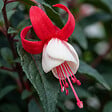 BLOOMIQUE - Lot de 6 - Fuchsia Madame Cornelissen - Fuchsia - Plante de Jardin - Vivace - H. 10-20 cm - P. 9 cm - vignette