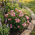 BLOOMIQUE - Rosa Lilly Rose - Rosier arbustif - Plante de Jardin - Rustique - Hauteur 30-50 cm - Pot 17 cm - vignette
