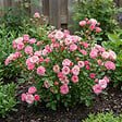 BLOOMIQUE - Rosa Lilly Rose - Rosier arbustif - Plante de Jardin - Rustique - Hauteur 30-50 cm - Pot 17 cm - vignette