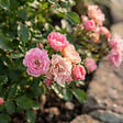 BLOOMIQUE - Rosa Lilly Rose - Rosier arbustif - Plante de Jardin - Rustique - Hauteur 30-50 cm - Pot 17 cm - vignette