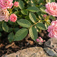 BLOOMIQUE - Rosa Lilly Rose - Rosier arbustif - Plante de Jardin - Rustique - Hauteur 30-50 cm - Pot 17 cm - vignette