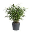 BLOOMIQUE - Fargesia Asian Wonder - Plante bambou - Non envahissante - Plante de Jardin - Plante haie - P. 14 cm - vignette