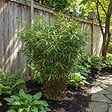 BLOOMIQUE - Fargesia Asian Wonder - Plante bambou - Non envahissante - Plante de Jardin - Plante haie - P. 14 cm - vignette