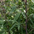 BLOOMIQUE - Fargesia Asian Wonder - Plante bambou - Non envahissante - Plante de Jardin - Plante haie - P. 14 cm - vignette