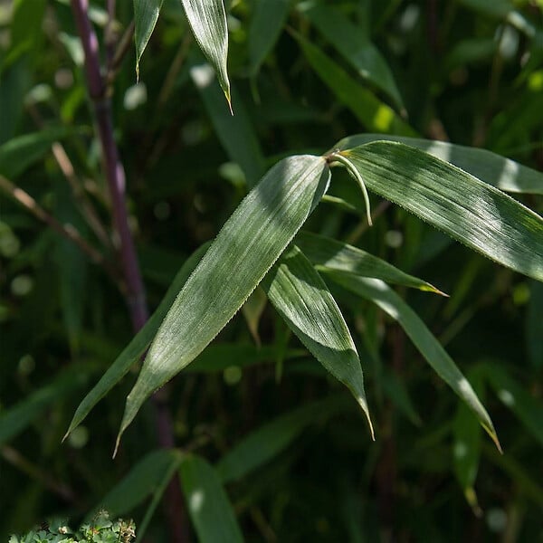 BLOOMIQUE - Fargesia Asian Wonder - Plante bambou - Non envahissante - Plante de Jardin - Plante haie - P. 14 cm - large
