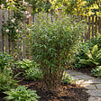 BLOOMIQUE - Fargesia Asian Wonder - Plante bambou - Non envahissante - Plante de Jardin - Plante haie - P. 14 cm - vignette