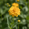BLOOMIQUE - Lot de 6 - Coreopsis Grandiflora Presto - Coreopsis - Facile d'entretien - H. 10-20 cm - P. 9 cm - vignette