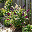 BLOOMIQUE - Lot de 2 - Buddleja Davidii Tricolor - Fleurs tricolores - H. 30-40 cm - P. 17 cm - vignette