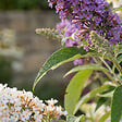 BLOOMIQUE - Lot de 2 - Buddleja Davidii Tricolor - Fleurs tricolores - H. 30-40 cm - P. 17 cm - vignette