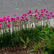 BLOOMIQUE - Lot de 6 - Armeria Maritima Abbey Deep Rose - Plante de Jardin - H. 10-20 cm - P. 9 cm - vignette