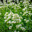 BLOOMIQUE - Lot de 6 - Centranthus Ruber Albus - Floraison abondante - Rustique - Vivace - H. 10-20 cm - P. 9 cm - vignette