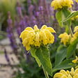 BLOOMIQUE - Lot de 6 - Phlomis russeliana - Sauge de Jérusalem - Floraison abondante - H. 10-20 cm - P. 9 cm - vignette