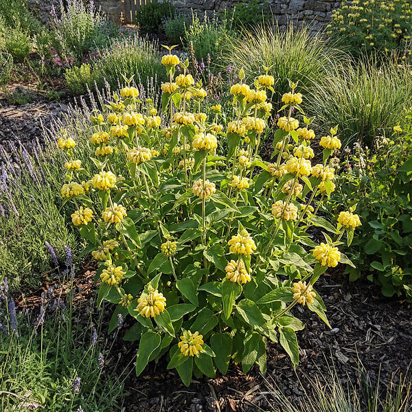BLOOMIQUE - Lot de 6 - Phlomis russeliana - Sauge de Jérusalem - Floraison abondante - H. 10-20 cm - P. 9 cm - large
