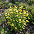 BLOOMIQUE - Lot de 6 - Phlomis russeliana - Sauge de Jérusalem - Floraison abondante - H. 10-20 cm - P. 9 cm - vignette