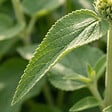 BLOOMIQUE - Lot de 6 - Phlomis russeliana - Sauge de Jérusalem - Floraison abondante - H. 10-20 cm - P. 9 cm - vignette