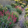 BLOOMIQUE - Lot de 6 - Centranthus ruber coccineus - Valériane rouge - H. 10-20 cm - P. 9 cm - vignette