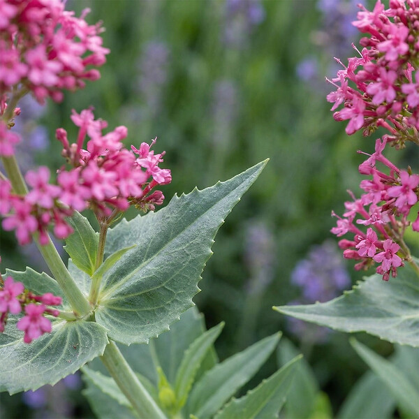 BLOOMIQUE - Lot de 6 - Centranthus ruber coccineus - Valériane rouge - H. 10-20 cm - P. 9 cm - large