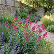 BLOOMIQUE - Lot de 6 - Centranthus ruber coccineus - Valériane rouge - H. 10-20 cm - P. 9 cm - vignette