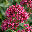BLOOMIQUE - Lot de 6 - Centranthus ruber coccineus - Valériane rouge - H. 10-20 cm - P. 9 cm - vignette