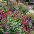 BLOOMIQUE - Lot de 6 - Centranthus ruber coccineus - Valériane rouge - H. 10-20 cm - P. 9 cm - vignette
