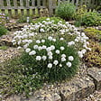 BLOOMIQUE - Lot de 3 - Armeria Maritima Alba - Armérie maritime - Plante de Jardin - H. 10-20 cm - P. 9 cm - vignette