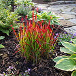 BLOOMIQUE - Lot de 3 - Imperata cylindrica 'Red Baron' - Herbe sanguine du Japon - P. 9 cm - vignette