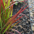 BLOOMIQUE - Lot de 3 - Imperata cylindrica 'Red Baron' - Herbe sanguine du Japon - P. 9 cm - vignette