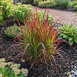 BLOOMIQUE - Lot de 3 - Imperata cylindrica 'Red Baron' - Herbe sanguine du Japon - P. 9 cm - vignette