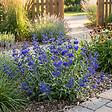 BLOOMIQUE - Caryopteris Clandonensis Dark Knight - Barbe-Bleue - Plante de Jardin - H. 30-50 cm - P. 19 cm - vignette