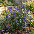 BLOOMIQUE - Caryopteris Clandonensis Dark Knight - Barbe-Bleue - Plante de Jardin - H. 30-50 cm - P. 19 cm - vignette