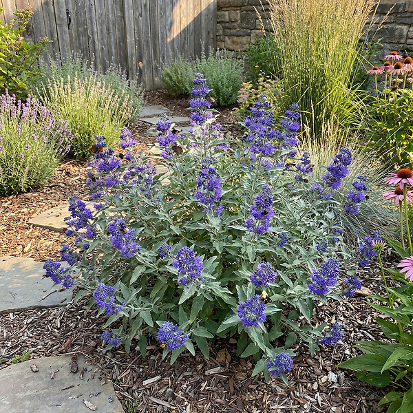 BLOOMIQUE - Caryopteris Clandonensis Dark Knight - Barbe-Bleue - Plante de Jardin - H. 30-50 cm - P. 19 cm - large