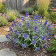 BLOOMIQUE - Caryopteris Clandonensis Dark Knight - Barbe-Bleue - Plante de Jardin - H. 30-50 cm - P. 19 cm - vignette