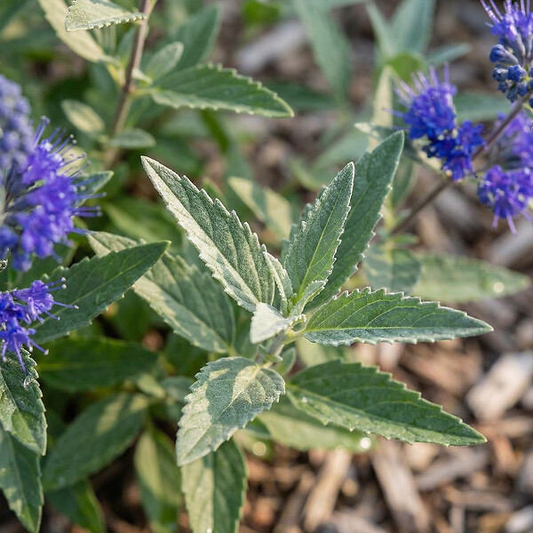 BLOOMIQUE - Caryopteris Clandonensis Dark Knight - Barbe-Bleue - Plante de Jardin - H. 30-50 cm - P. 19 cm - large