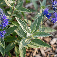 BLOOMIQUE - Caryopteris Clandonensis Dark Knight - Barbe-Bleue - Plante de Jardin - H. 30-50 cm - P. 19 cm - vignette