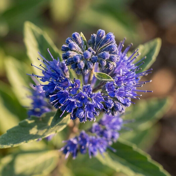 BLOOMIQUE - Caryopteris Clandonensis Dark Knight - Barbe-Bleue - Plante de Jardin - H. 30-50 cm - P. 19 cm - large