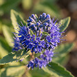 BLOOMIQUE - Caryopteris Clandonensis Dark Knight - Barbe-Bleue - Plante de Jardin - H. 30-50 cm - P. 19 cm - vignette