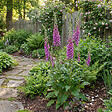 BLOOMIQUE - Lot de 6 - Digitalis Purpurea ‘Gloxiniiflora’ - Digitale - H. 10-20 cm - P. 9 cm - vignette