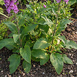BLOOMIQUE - Lot de 6 - Digitalis Purpurea ‘Gloxiniiflora’ - Digitale - H. 10-20 cm - P. 9 cm - vignette