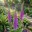 BLOOMIQUE - Lot de 6 - Digitalis Purpurea ‘Gloxiniiflora’ - Digitale - H. 10-20 cm - P. 9 cm - vignette